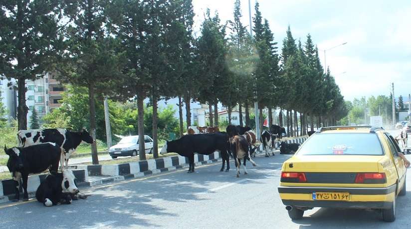برای داشتن رزومه درخشان، در چالوس شهردار میشوند