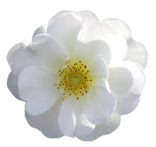 flower of Nasrin